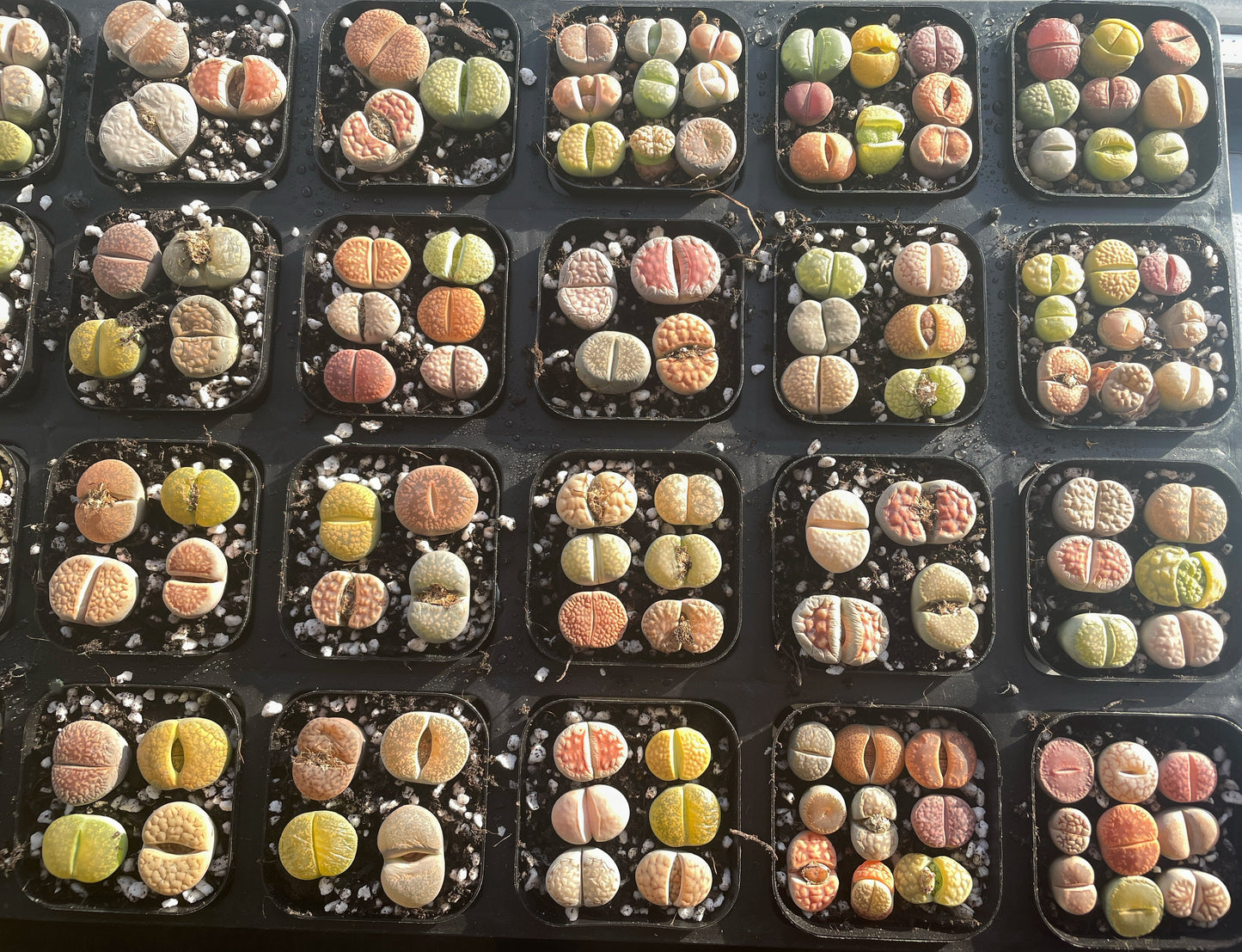 Vibrant Lithops Living Stones Plants - 0