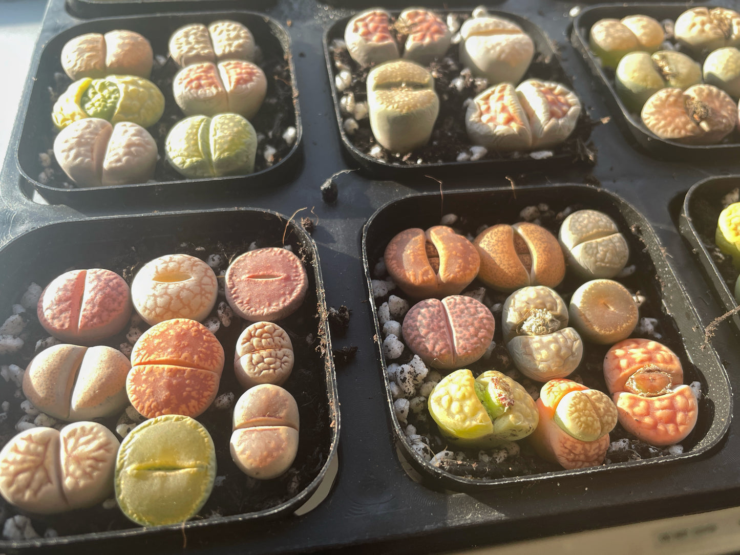 Vibrant Lithops Living Stones Plants - 0