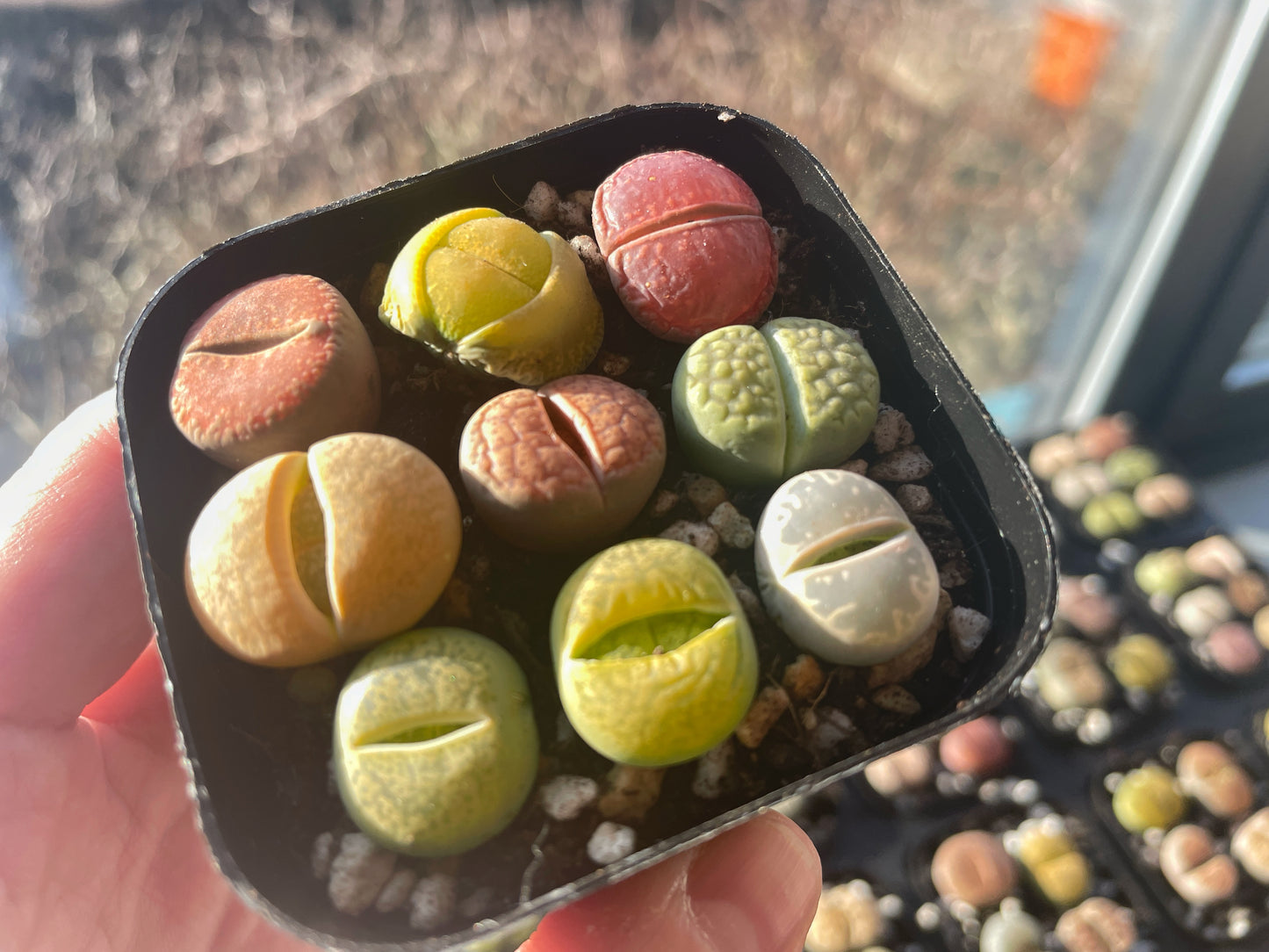 Vibrant Lithops Living Stones Plants - 0