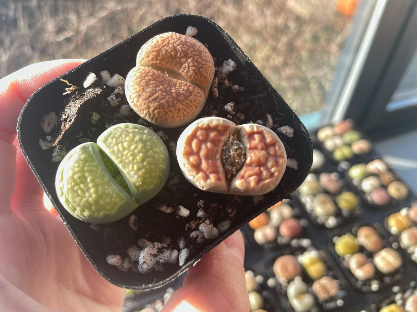 Vibrant Lithops Living Stones Plants - 0