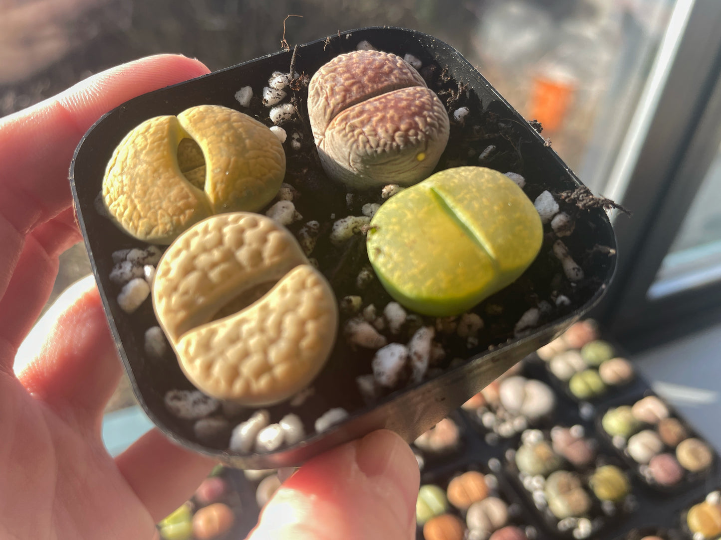 Vibrant Lithops Living Stones Plants - 0