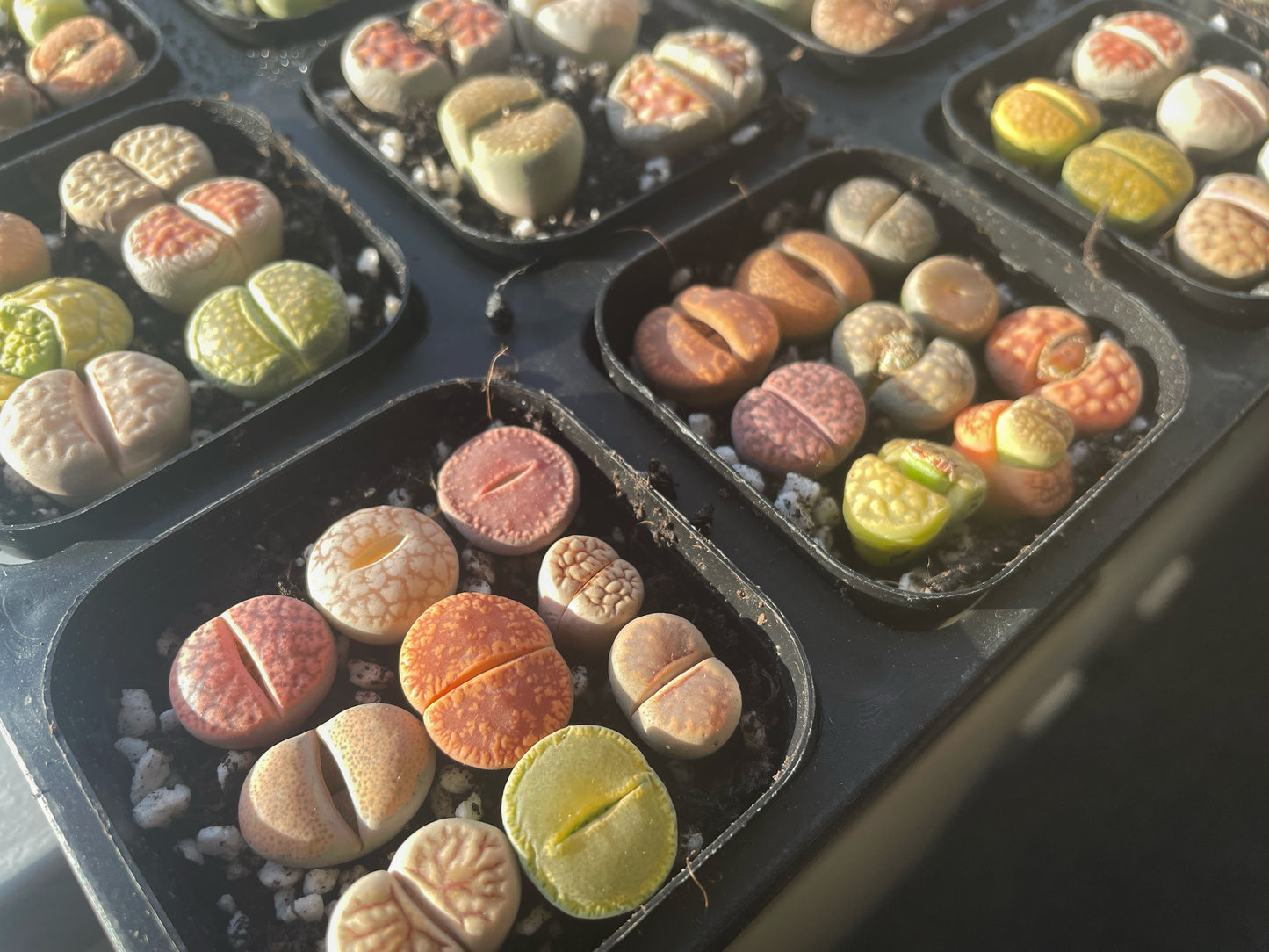 Vibrant Lithops Living Stones Plants - 0