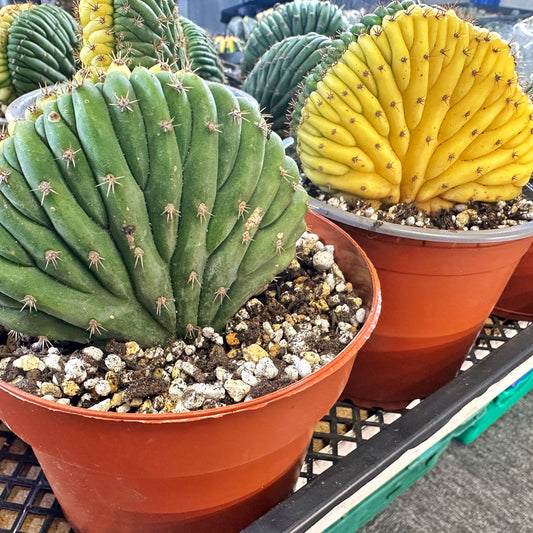 Yellow Cereus Pachanoi Variegated - 0