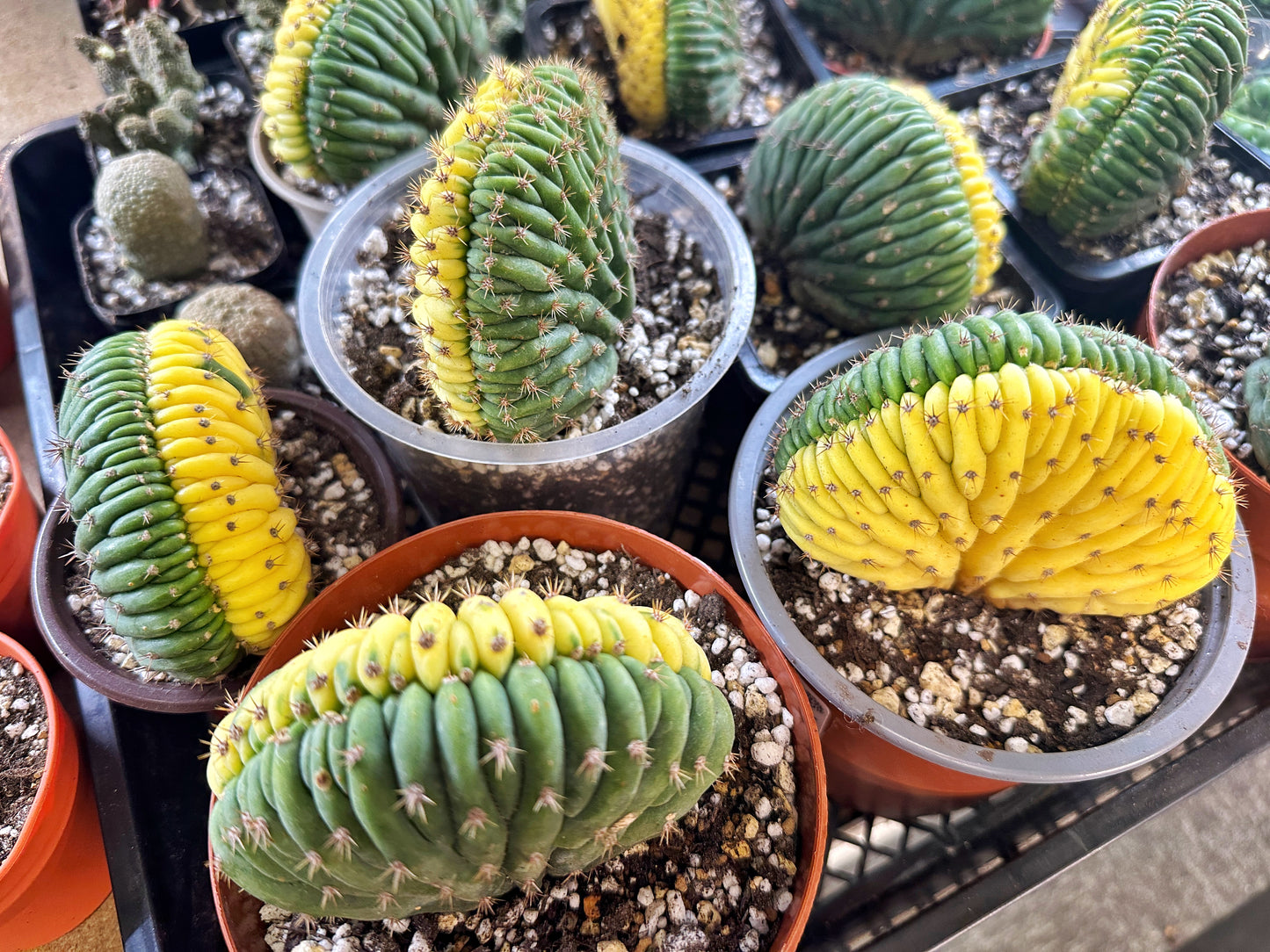 Yellow Cereus Pachanoi Variegated - 0