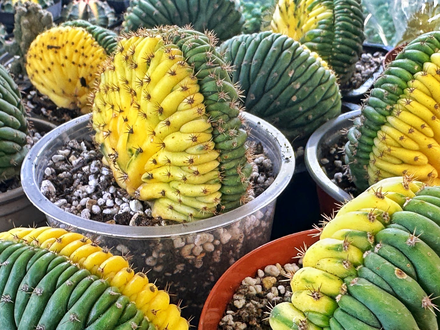 Yellow Cereus Pachanoi Variegated - 0