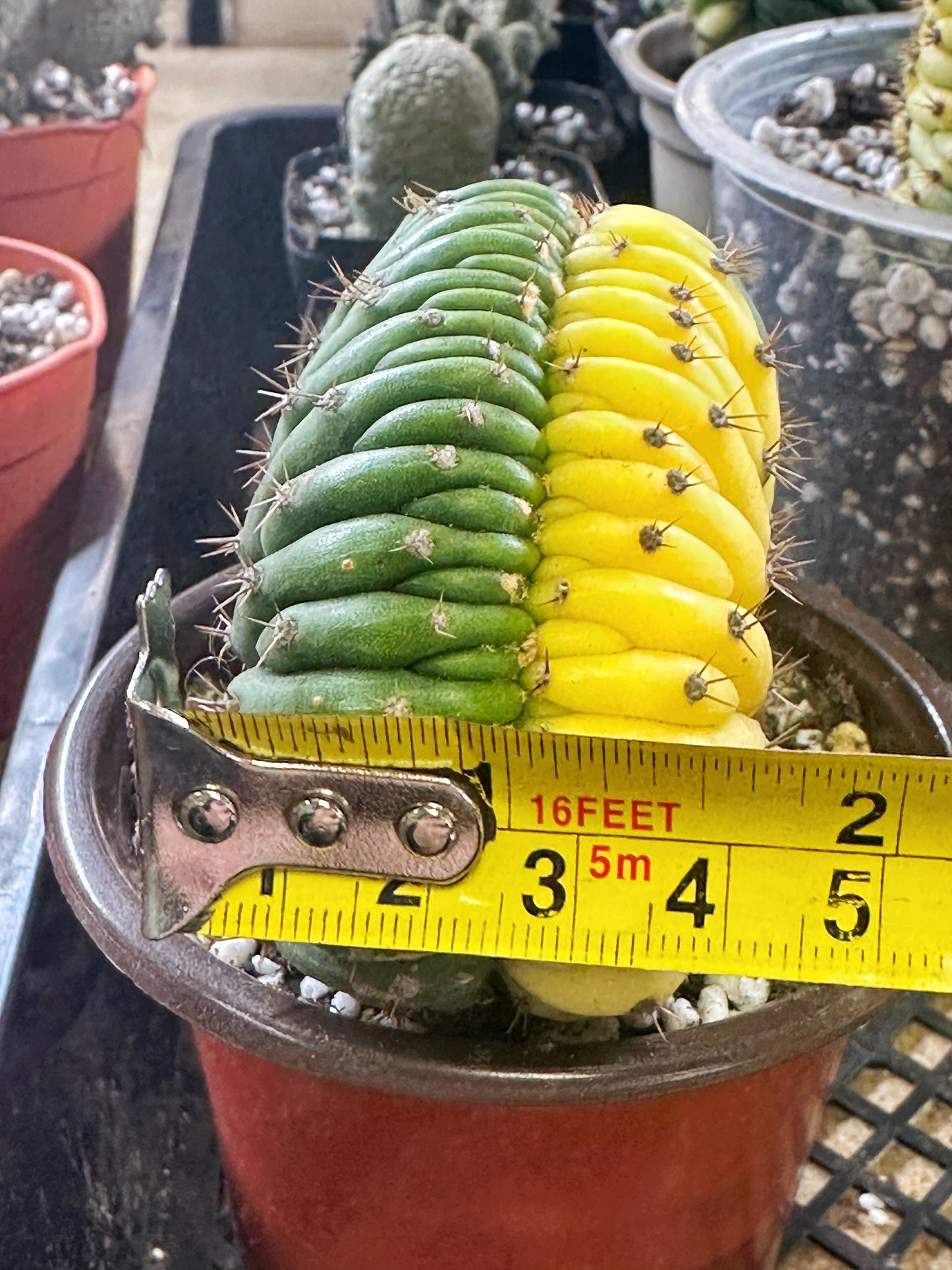 Yellow Cereus Pachanoi Variegated - 0