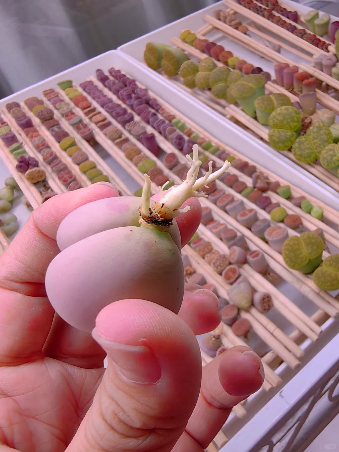 How I Rejuvenate Lithops (“Living Stone”) with Root Pruning: Tools, Ti ...
