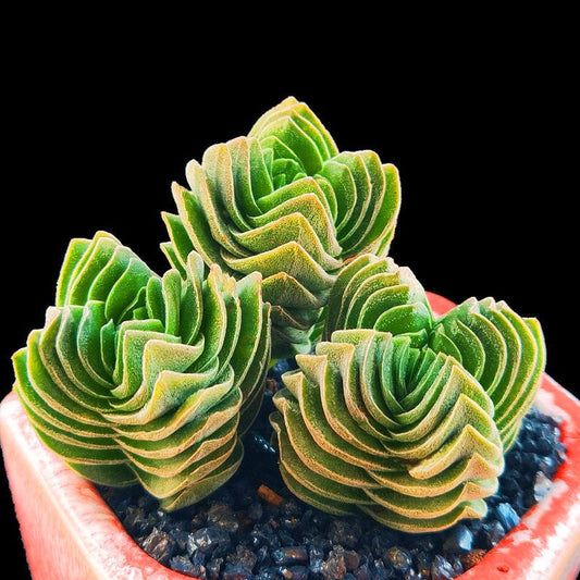 Crassula 'Buddha's Temple' – The Quirky, Eye-Catching Succulent You Need! 🌱✨