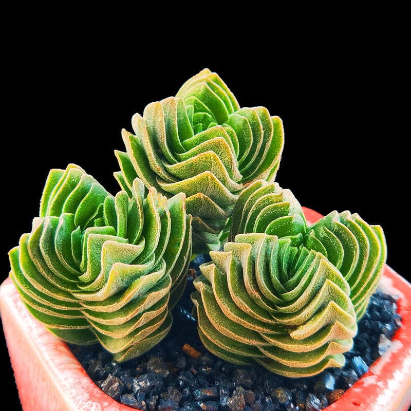 Crassula 'Buddha's Temple' – The Quirky, Eye-Catching Succulent You Need! 🌱✨
