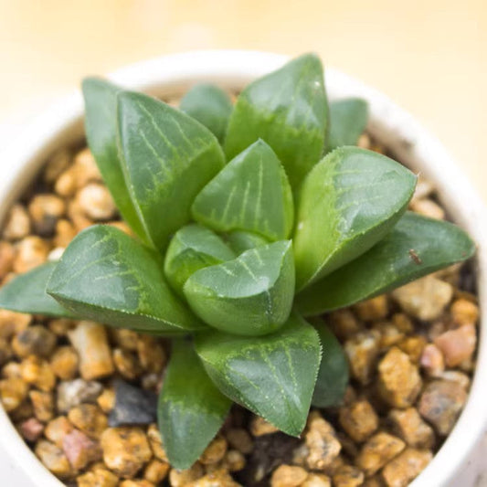 🌿Why Haworthia Retusa Is Every Succulent Lover’s Dream🌿