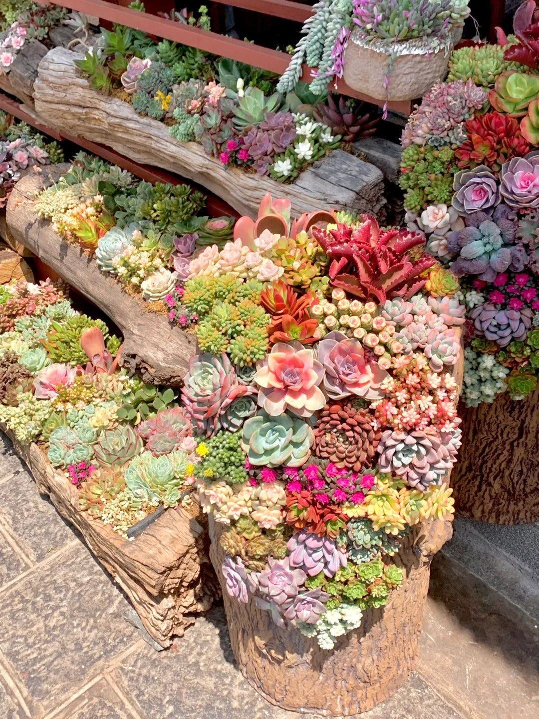 🚫 When NOT to Water Succulents: 7 Crucial Situations You Must Know