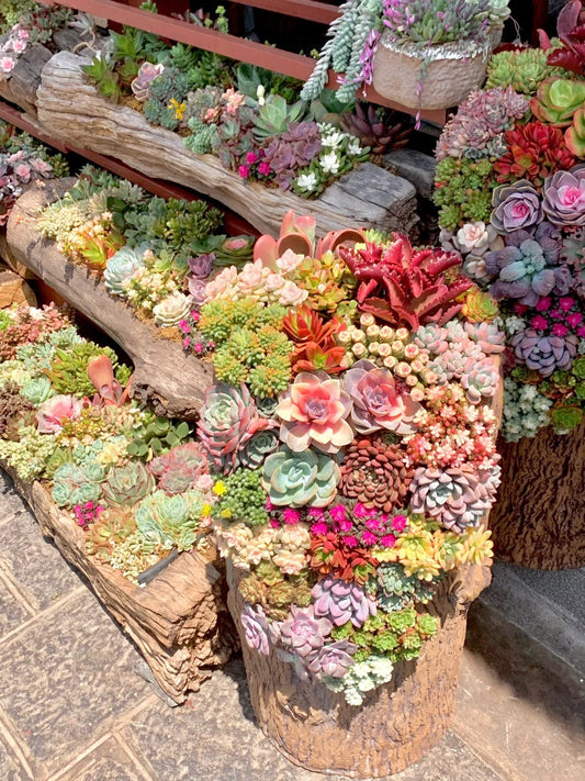 🚫 When NOT to Water Succulents: 7 Crucial Situations You Must Know