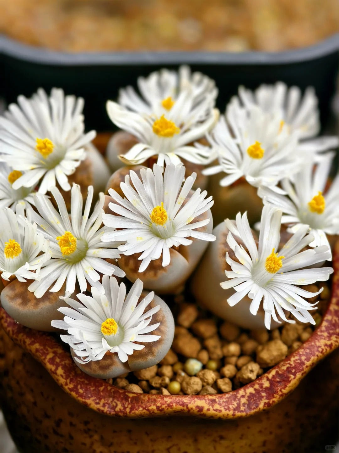 🌼 Post-Bloom Care Guide for Lithops (Living Stones)