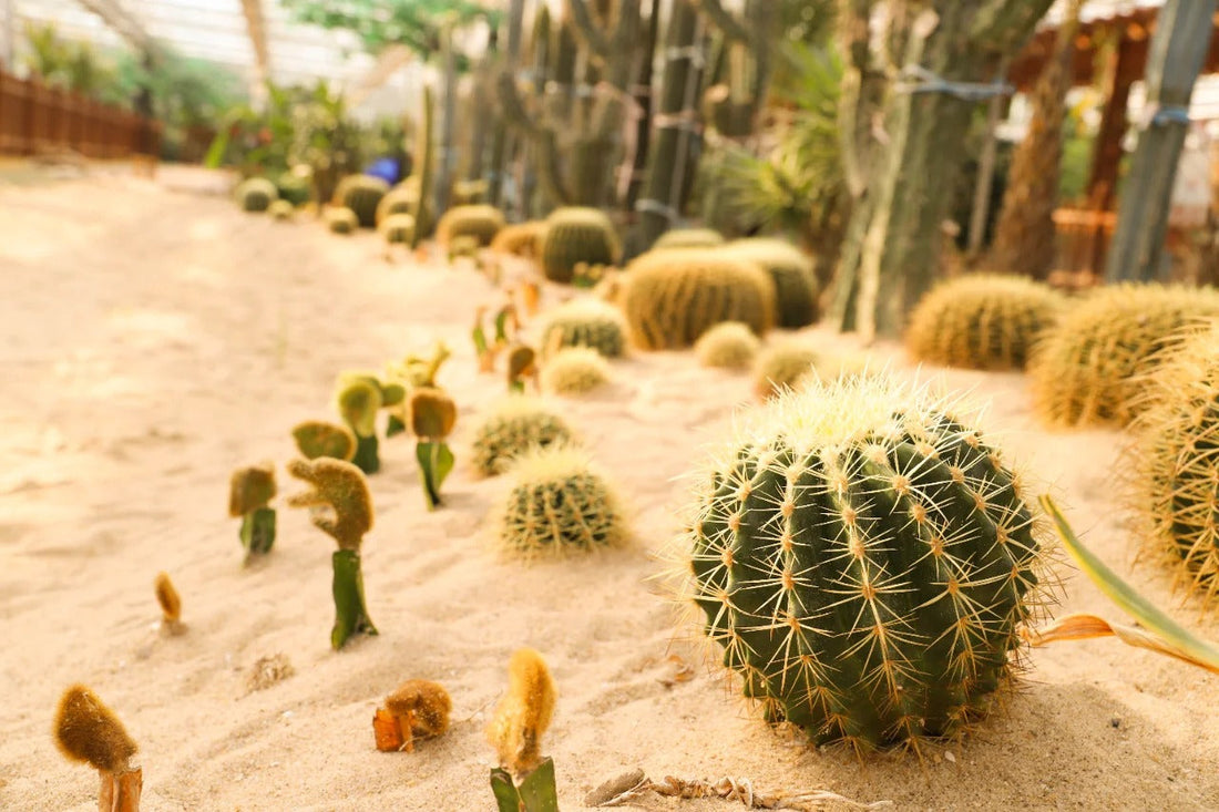 Golden Barrel Cactus: The Crown Jewel of Desert Landscapes