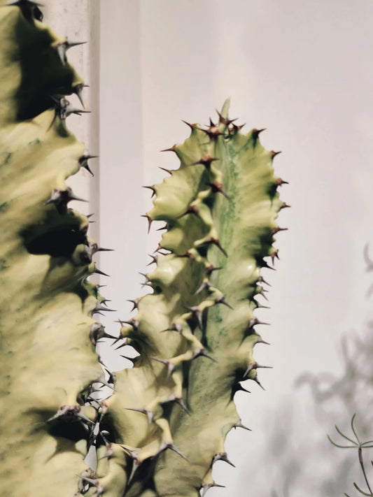 Euphorbia Ingens Marmorata Variegata: The Enchanting Ghost Cactus 🌿👻