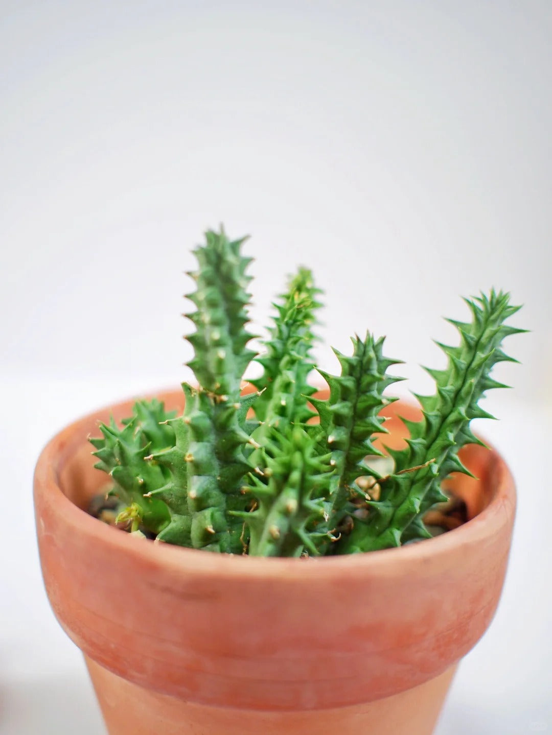 🌿 Huernia confusa: The Nearly Unkillable Plant for Beginners – Just £10!