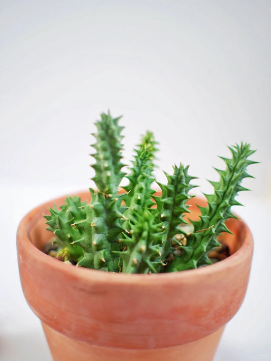 🌿 Huernia confusa: The Nearly Unkillable Plant for Beginners – Just £10!