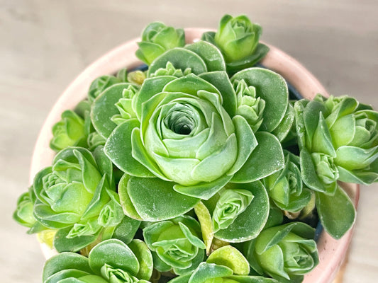 🌿Aeonium Rosetta: Nature’s Frozen Bloom in Succulent Form