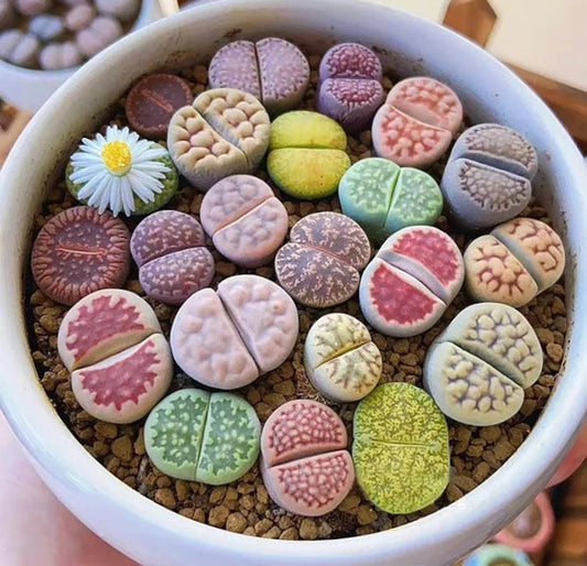 Lithops: The Cutest Little Flowers That Steal Hearts! 💘🌿