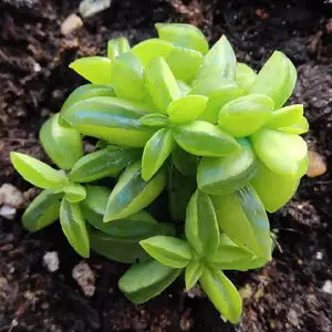 Peperomia Nivalis: The Hidden Gem for Succulent Lovers
