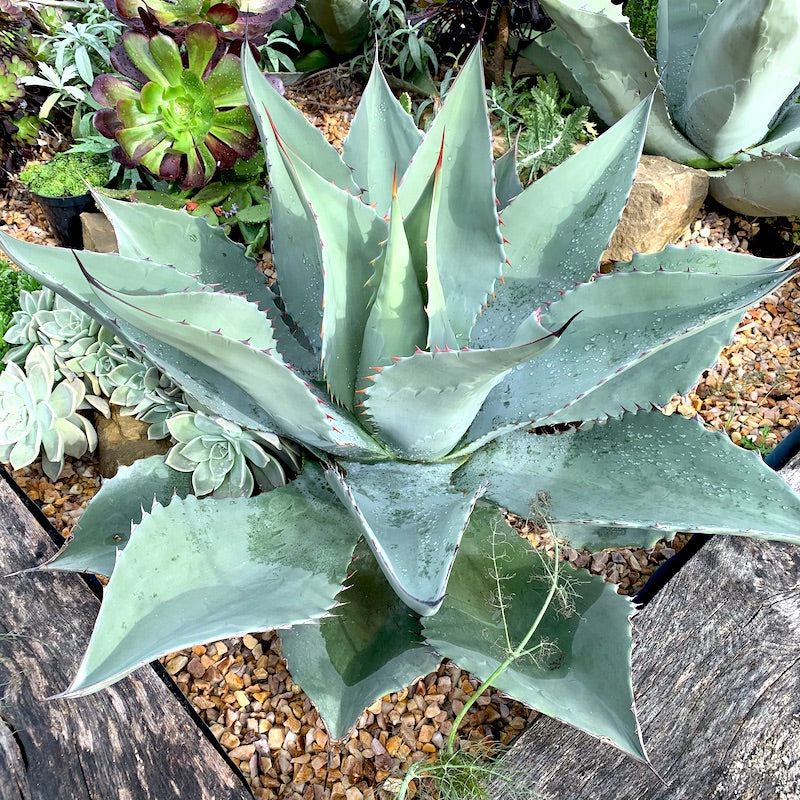 Agave