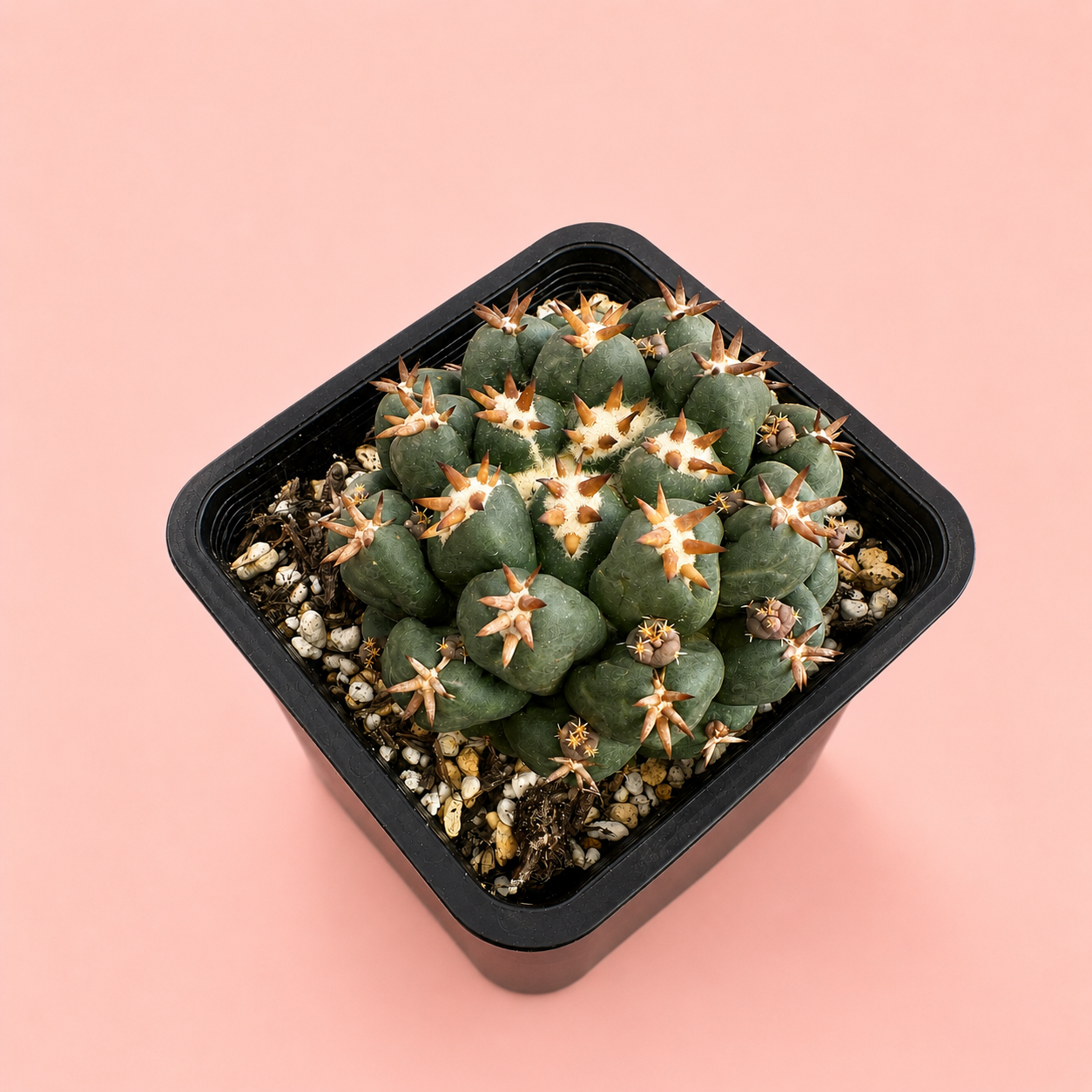 Small cactus plant in a black pot on a pink background