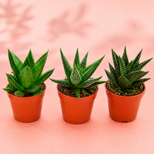 3pcs Succulent Plant Set in 5cm Pots – Haworthia Concolor, Aloe Mitriformis & Gasteraloe