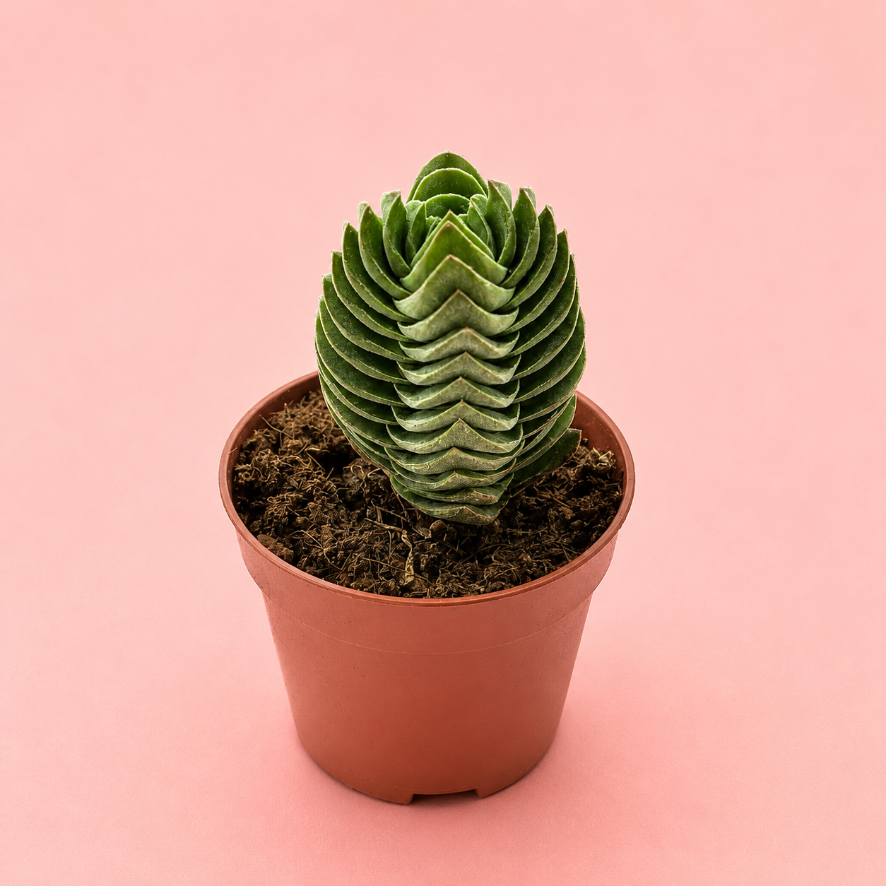 Crassula Buddha's Temple Succulent Plant in 5cm Nursery Pot