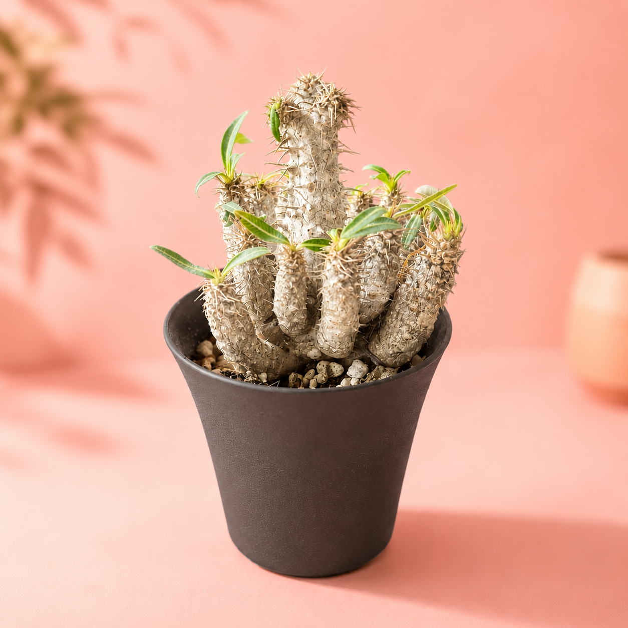 Rare Pachypodium Rosulatum Subsp. Cactipes – Bare Root Caudex Plant