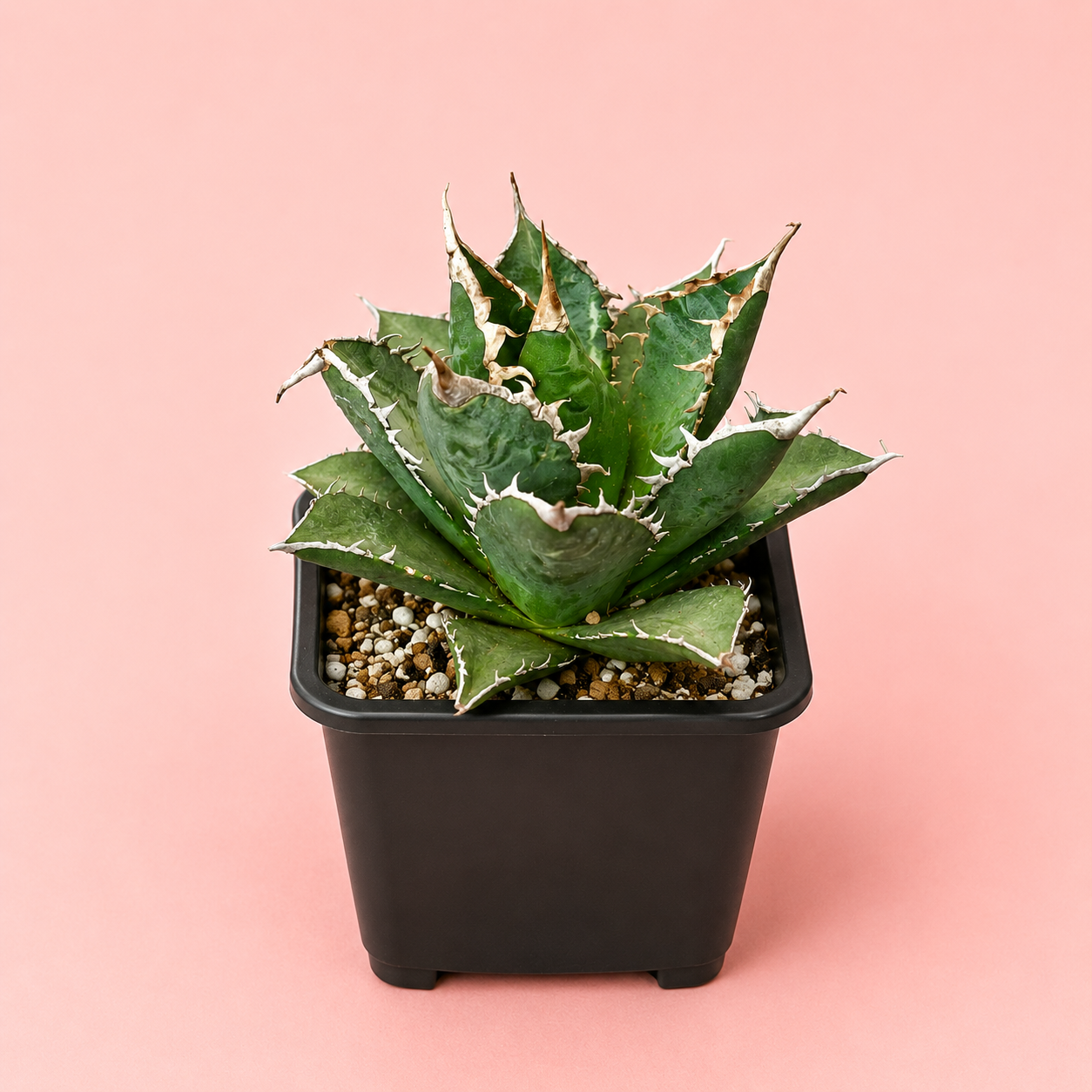 White Whale Agave – Bare Root Succulent Plant