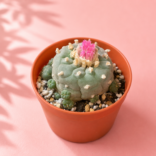 Rare Multi-Head Button Cactus – Collector Specimen