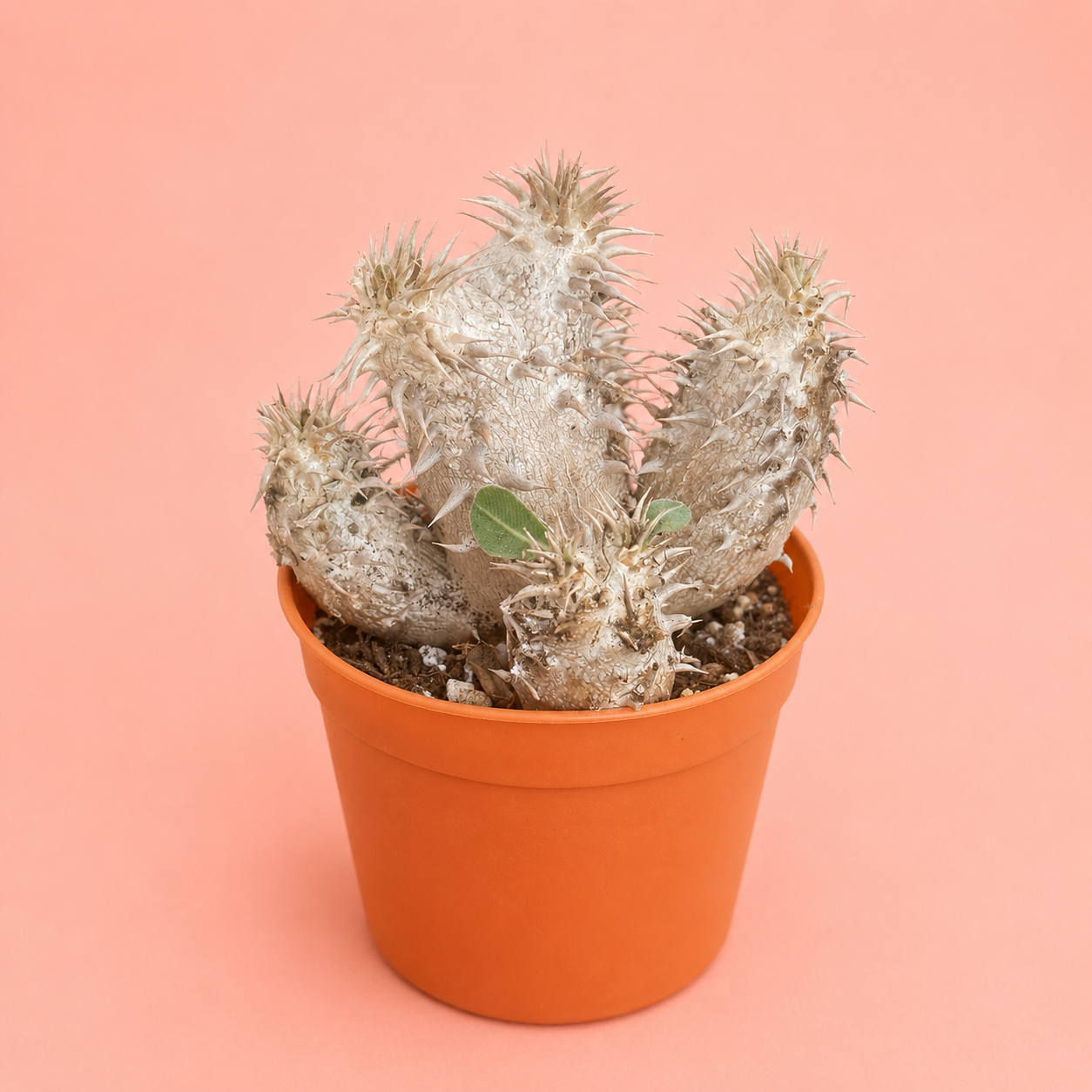 Pachypodium Densiflorum – Bare Root Caudex Succulent Plant