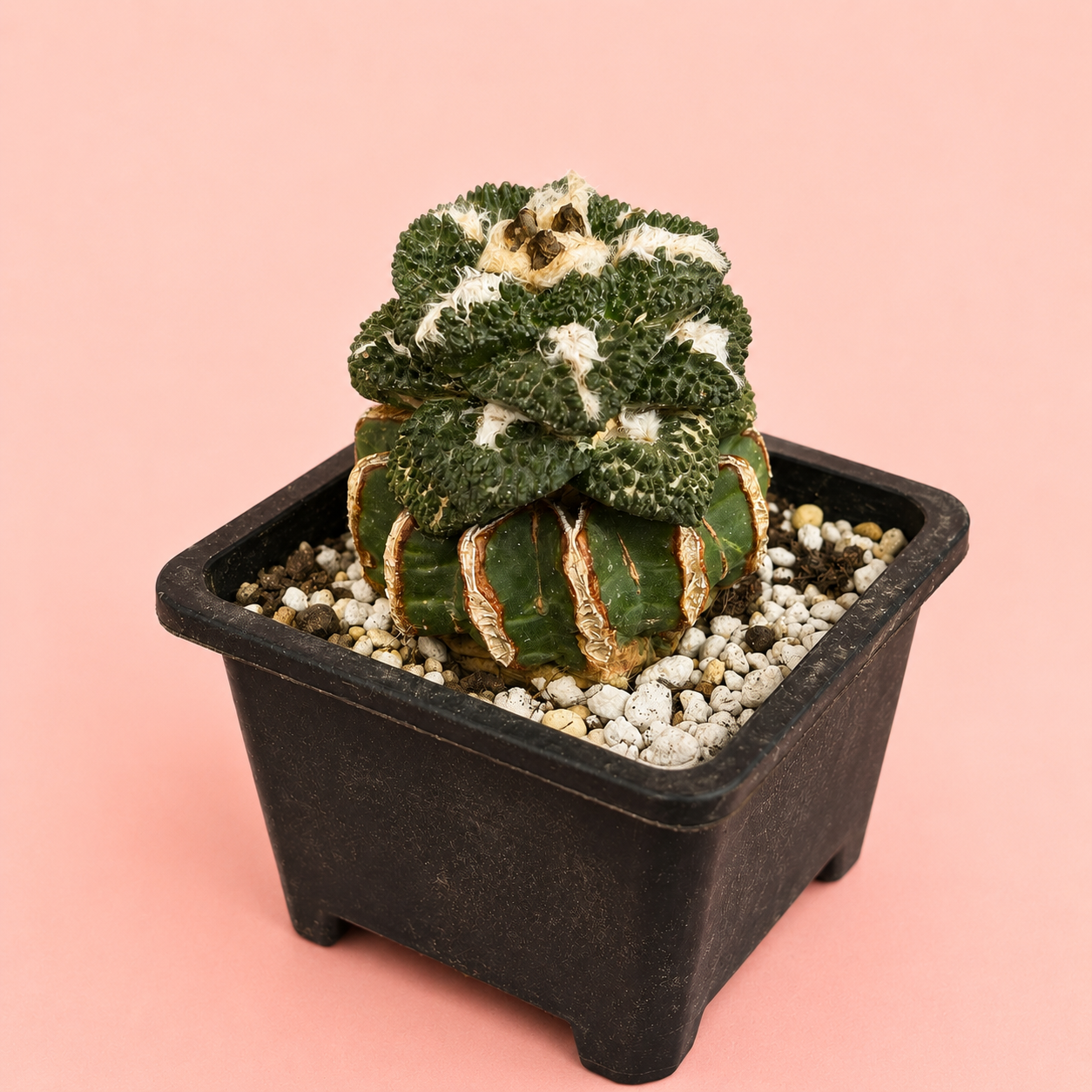 Ariocarpus fissuratus ‘Godzilla’ | Rare Collector Cactus | Around 8cm | Bare Root