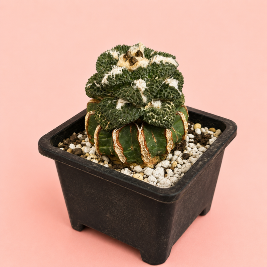 Ariocarpus fissuratus ‘Godzilla’ | Rare Collector Cactus | Around 8cm | Bare Root