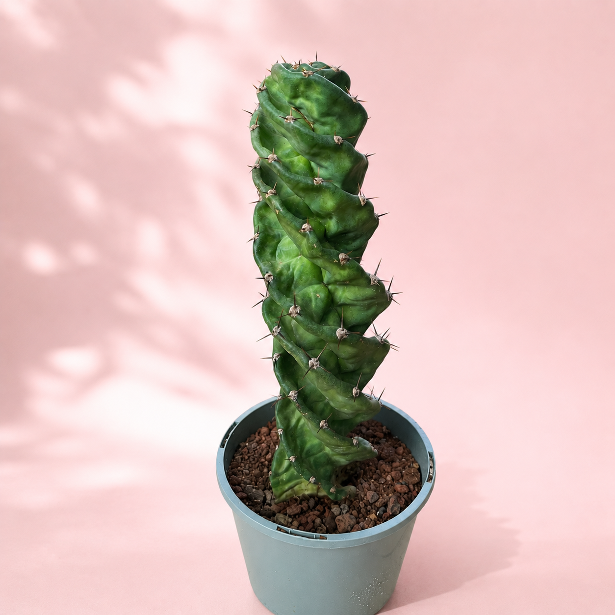 Cereus Forbesii Spiralis – Rare Spiral Cactus Bare Root Plant