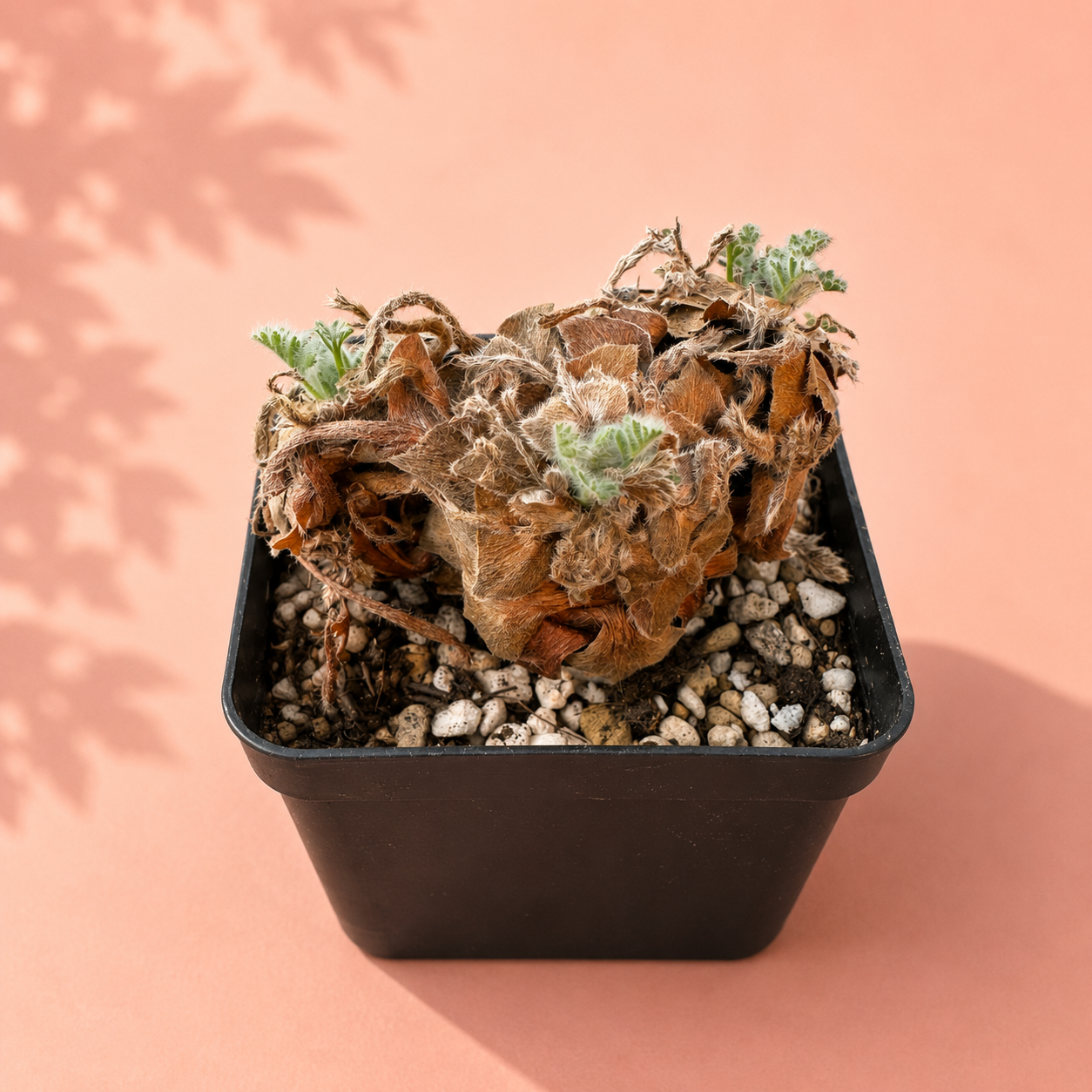 Rare Pelargonium Triste Caudex Plant | Potted Collector Succulent