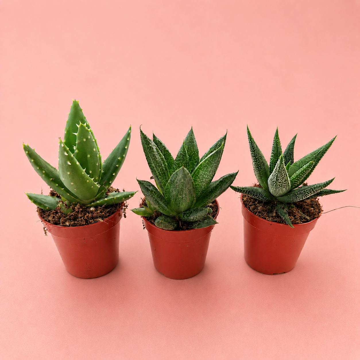 3pcs Succulent Plant Set in 5cm Pots – Haworthia Concolor, Aloe Mitriformis & Gasteraloe
