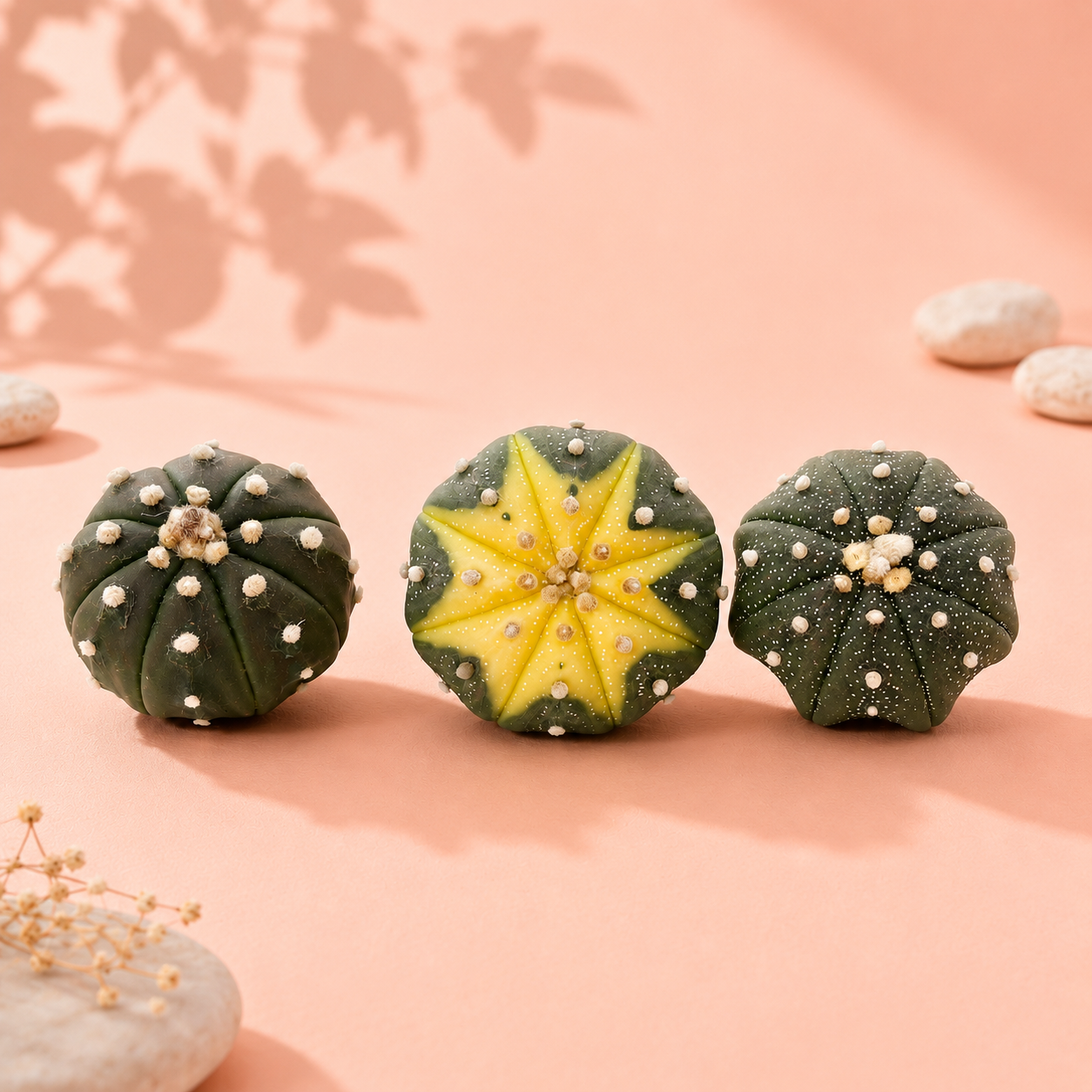 Astrophytum Asterias (Star Cactus) | 4.8-5.8cm | 3 Styles Available | Bare Root