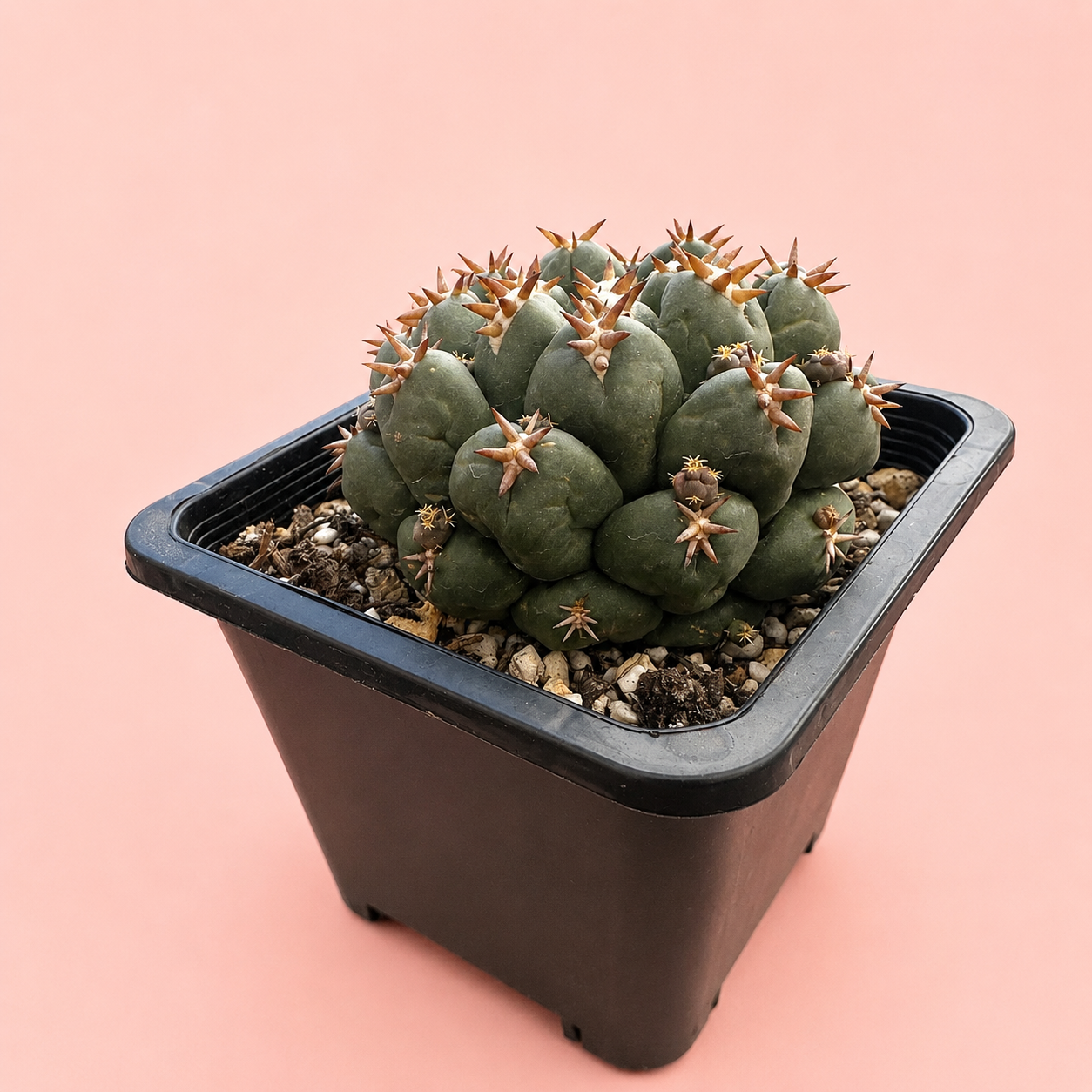 Potted cactus on a pink background