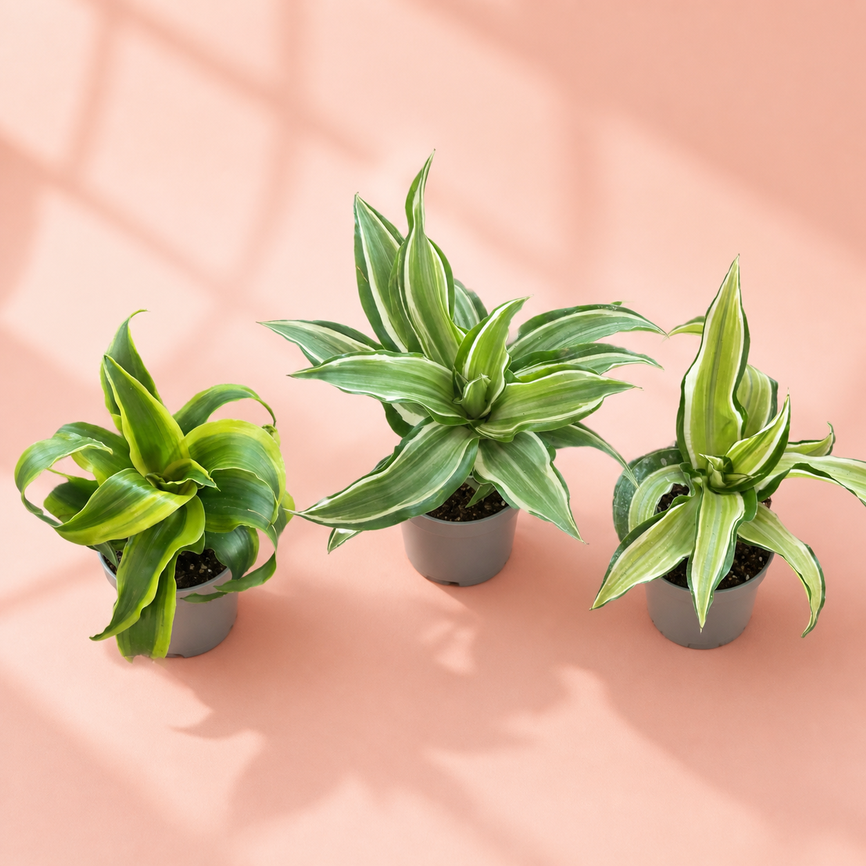 Dracaena Live Houseplant Set – 3 Baby Plants in 5.5cm Pots
