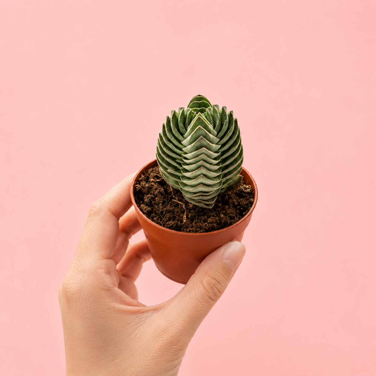 Crassula Buddha's Temple Succulent Plant in 5cm Nursery Pot
