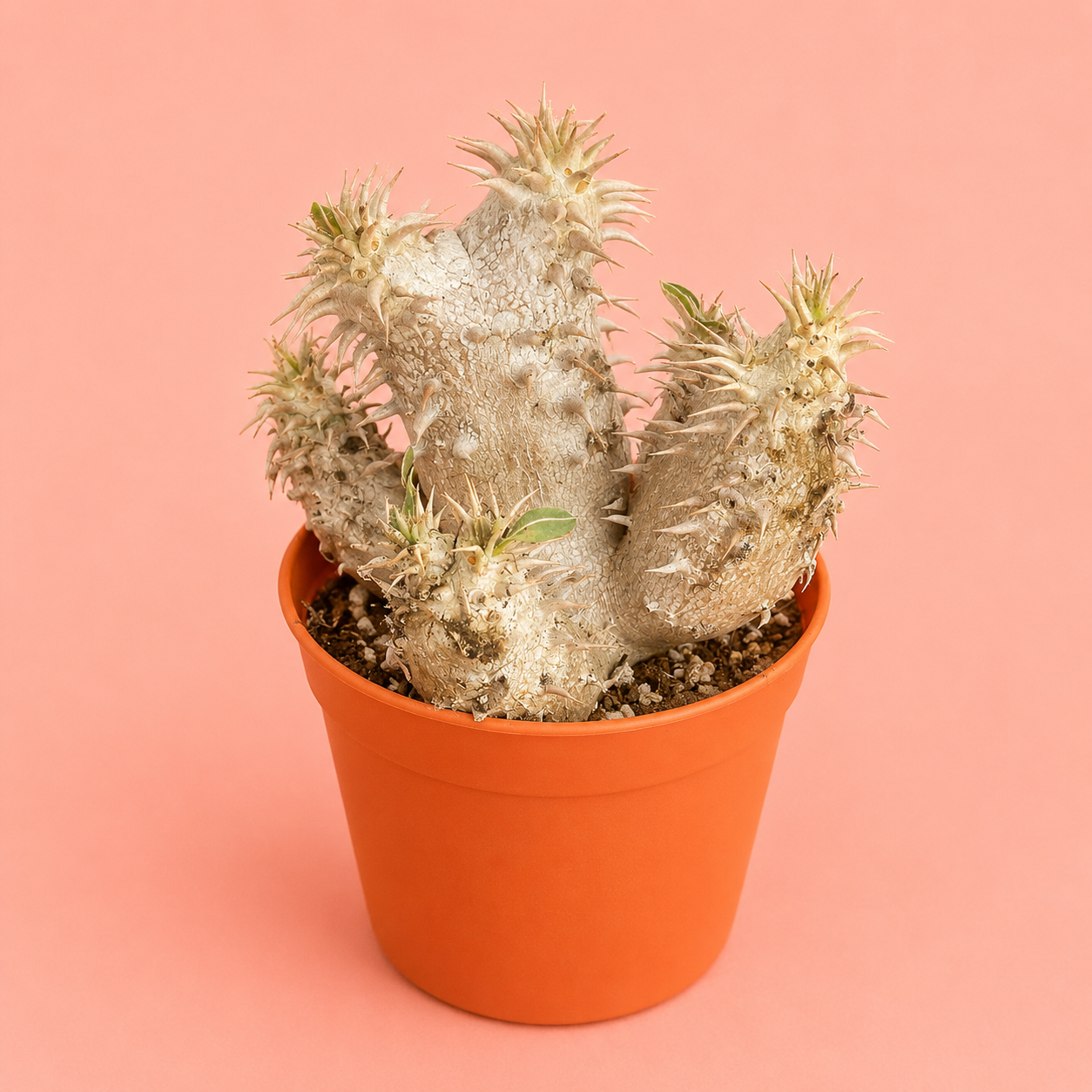 Pachypodium Densiflorum – Bare Root Caudex Succulent Plant