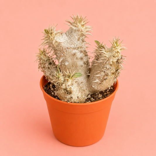 Caudex Collection | Rare Caudex Plants | Chic Chic Plants – Chic