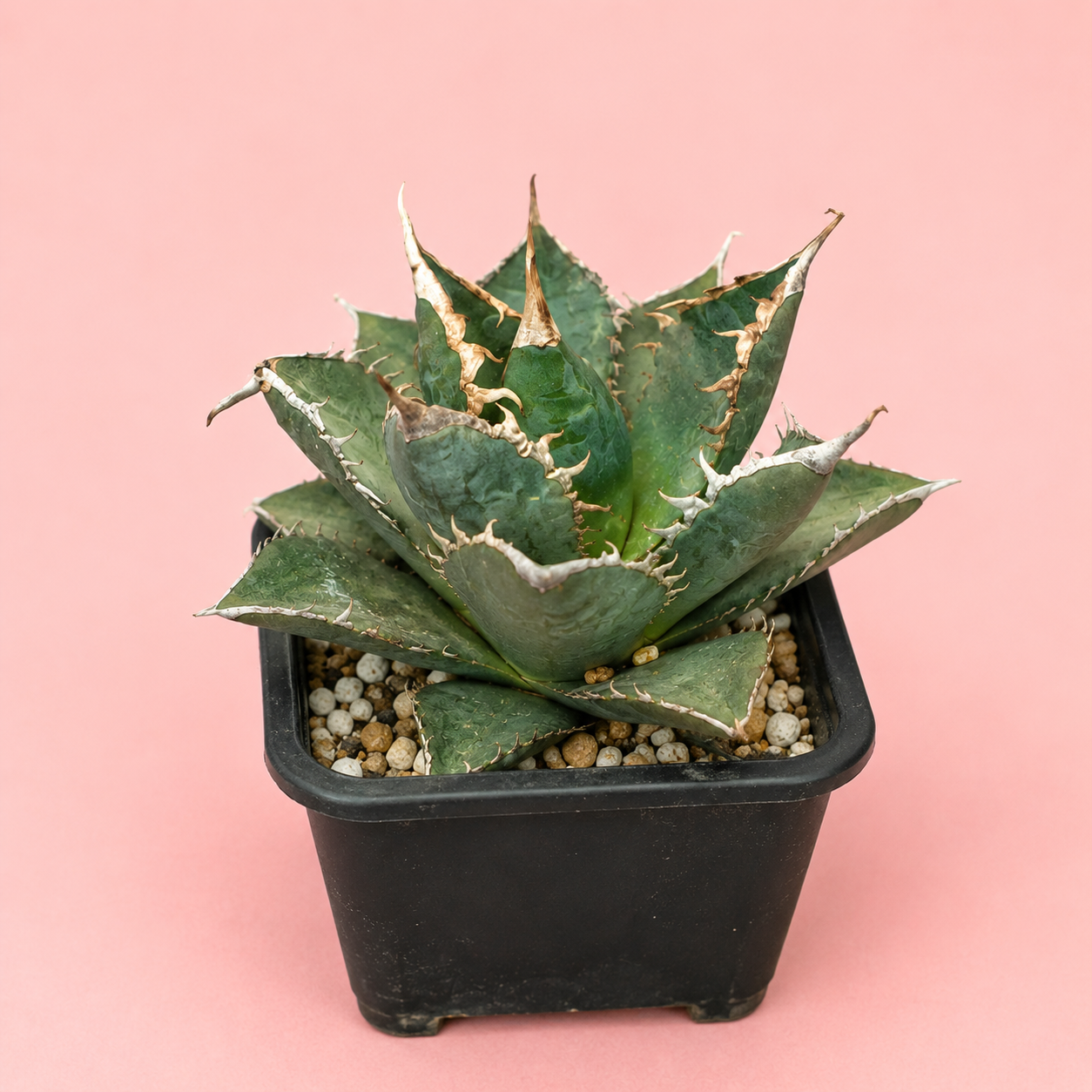 White Whale Agave – Bare Root Succulent Plant