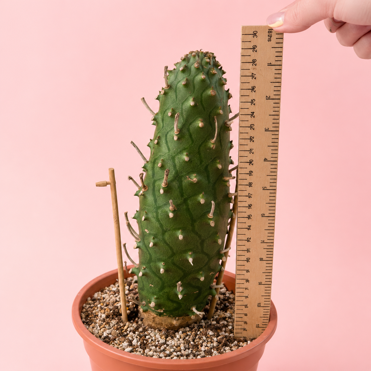 Rare Euphorbia subsp. menteiroi | One of a Kind Collector Specimen