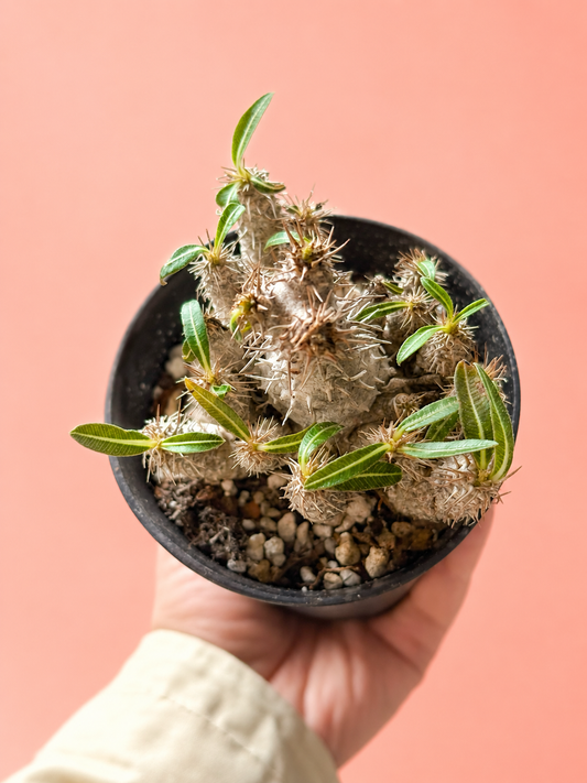 Caudex Collection | Rare Caudex Plants | Chic Chic Plants – Chic