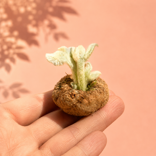 Caudex Collection | Rare Caudex Plants | Chic Chic Plants – Chic