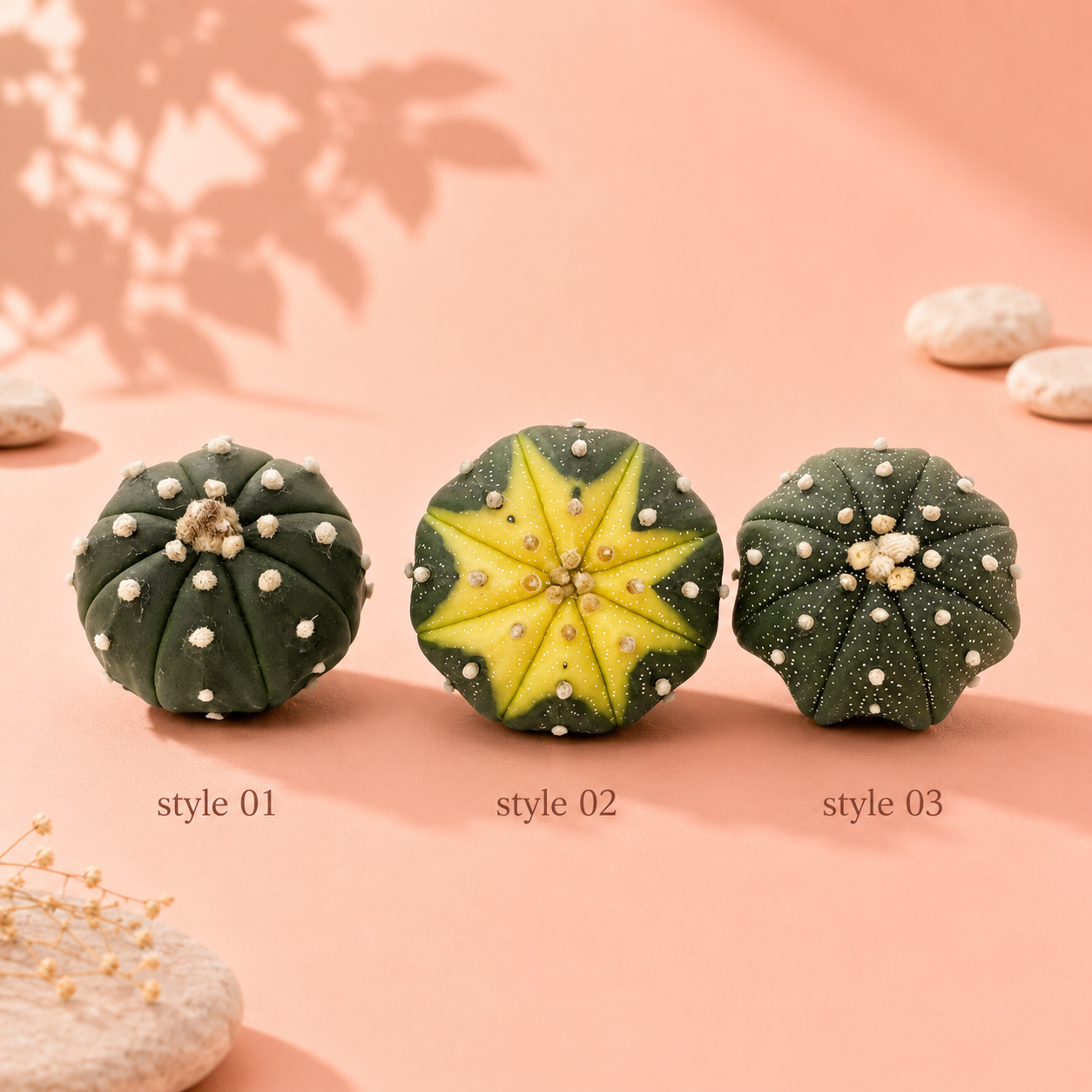 Astrophytum Asterias (Star Cactus) | 4.8-5.8cm | 3 Styles Available | Bare Root