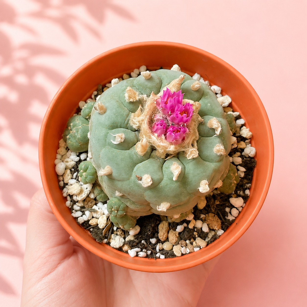 Rare Multi-Head Button Cactus – Collector Specimen
