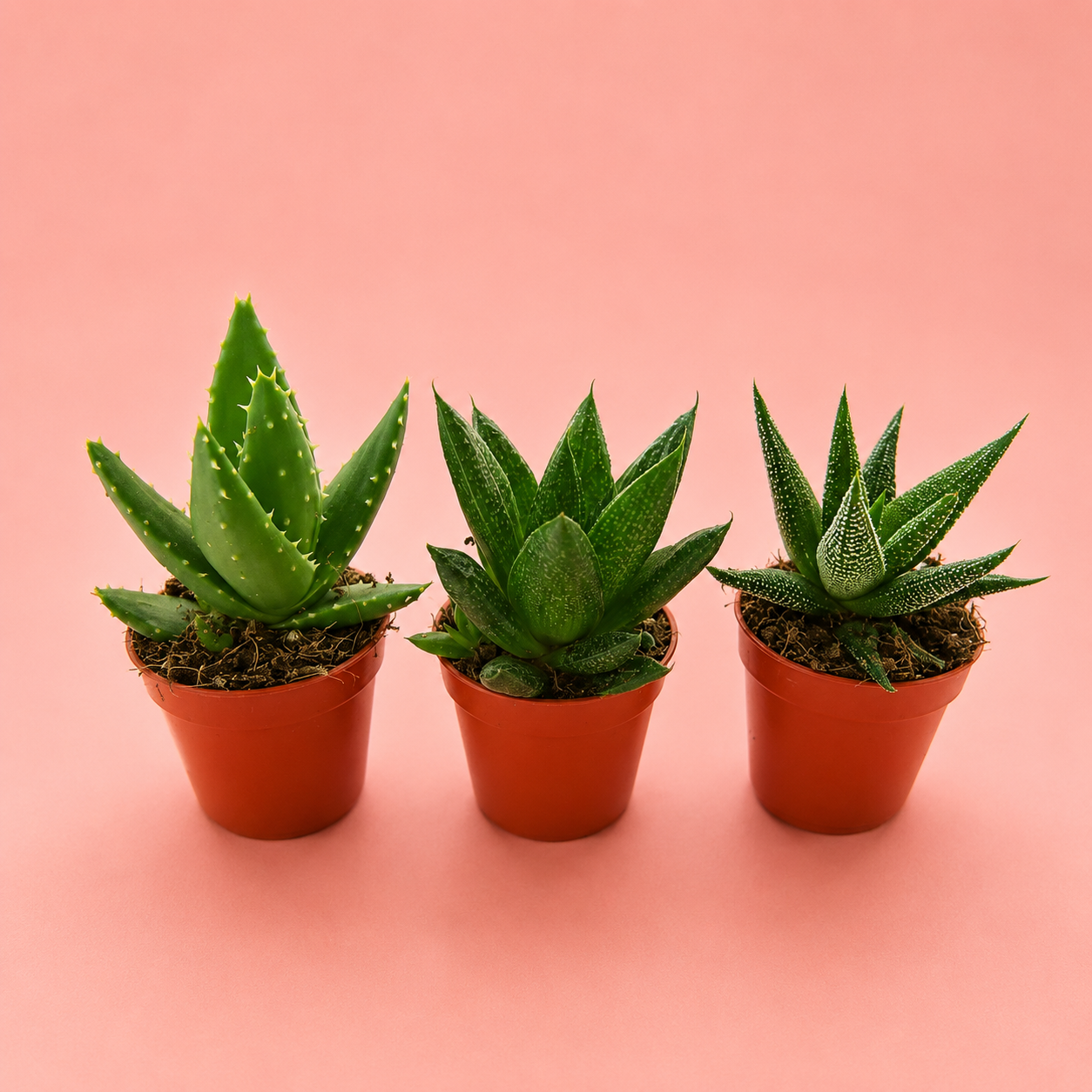 3pcs Succulent Plant Set in 5cm Pots – Haworthia Concolor, Aloe Mitriformis & Gasteraloe
